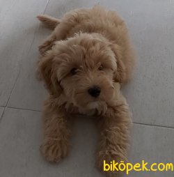 SAF IRK 3 AYLIK MALTİPOO YAVRUSU AŞILARI TAMAMLANMIŞ 3