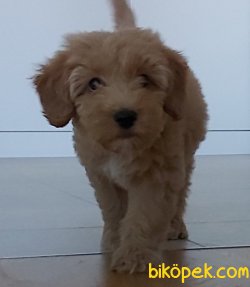 SAF IRK 3 AYLIK MALTİPOO YAVRUSU AŞILARI TAMAMLANMIŞ 2