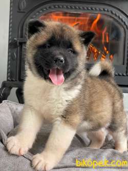 Saf Irk American Akita Yavrulari 3