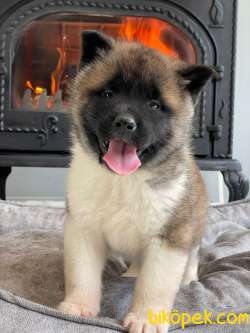 Saf Irk American Akita Yavrulari 4