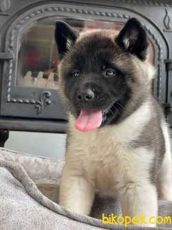 Saf Irk American Akita Yavrulari 5