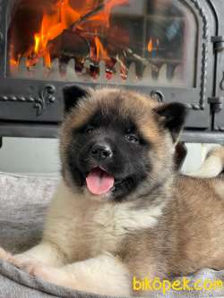 Saf Irk American Akita Yavrulari