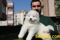 SAF IRK KAR BEYAZ SAMOYED YAVRULARI 2