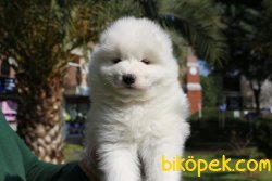 SAF IRK KAR BEYAZ SAMOYED YAVRULARI 1