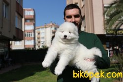 SAF IRK KAR BEYAZ SAMOYED YAVRULARI 4