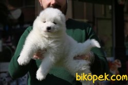 SAF IRK KAR BEYAZ SAMOYED YAVRULARI 5