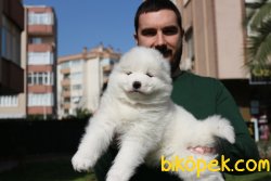 SAF IRK KAR BEYAZ SAMOYED YAVRULARI 3