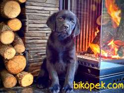 Saf Irk Labrador Retriever Yavrularımız 3