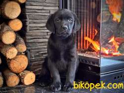 Saf Irk Labrador Retriever Yavrularımız 1