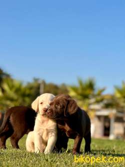 Saf Irk Eğitimli Labrador Yavruları 3