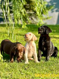 Saf Irk Eğitimli Labrador Yavruları 4