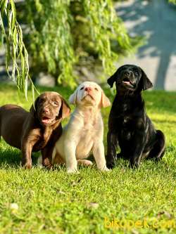 Saf Irk Eğitimli Labrador Yavruları