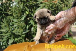 SAF IRK PUG MOPS YAVRULARI 3
