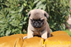 SAF IRK PUG MOPS YAVRULARI 4