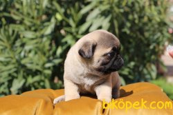 SAF IRK PUG MOPS YAVRULARI 2