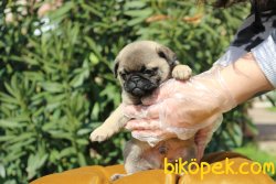 SAF IRK PUG MOPS YAVRULARI 1
