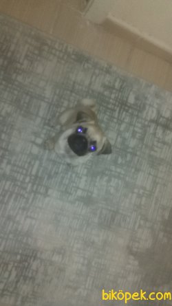 Saf Irk Pug Yavru 2