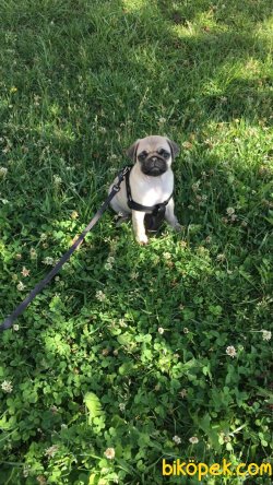 Saf Irk Pug Yavru 1