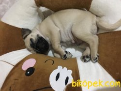Saf Irk Pug Yavru 3