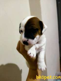 Saf Jack Russel Yavrulari Yeni Sahiplerini Bekliyor 5