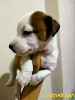 Saf Jack Russel Yavrulari Yeni Sahiplerini Bekliyor 1