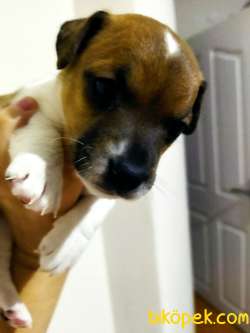 Saf Jack Russel Yavrulari Yeni Sahiplerini Bekliyor 2