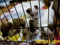 Saf Jack Russel Yavrulari Yeni Sahiplerini Bekliyor 3