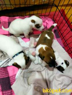 Saf Jack Russel Yavrulari Yeni Sahiplerini Bekliyor 4