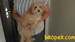 Saf Kan 7 Aylık Dişi TOYPOODLE 1
