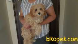 Saf Kan 7 Aylık Dişi TOYPOODLE 2