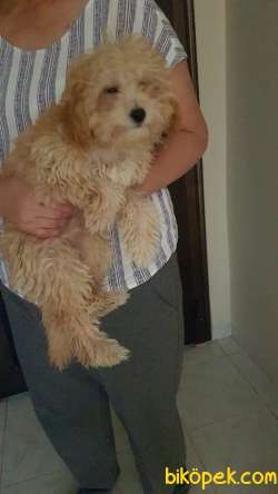 Saf Kan 7 Aylık Dişi TOYPOODLE 3
