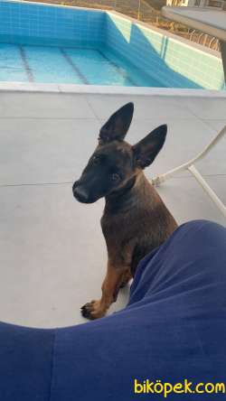 Saf Kan Belçika 1