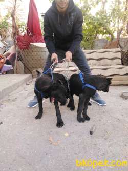 Saf Kan Cane Corso 4