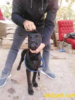 Saf Kan Cane Corso 1