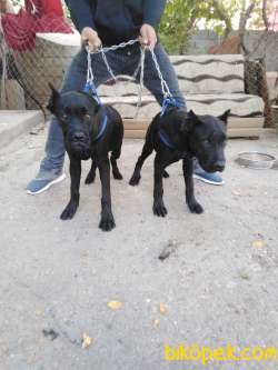 Saf Kan Cane Corso 2