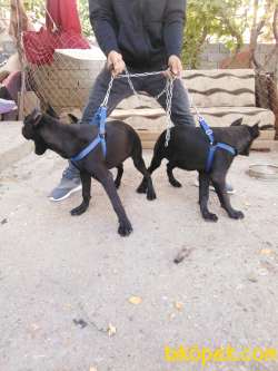 Saf Kan Cane Corso 3