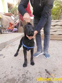 Saf Kan Cane Corso 5