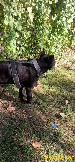 Saf Kan Cane Corso Italian 3