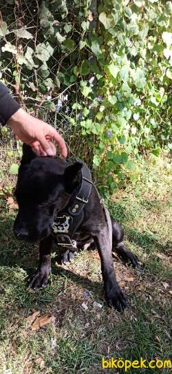 Saf Kan Cane Corso Italian 1