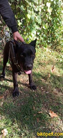 Saf Kan Cane Corso Italian 2