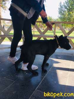 Saf Kan Cane Corso Italian 3