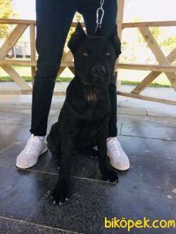 Saf Kan Cane Corso Italian 1