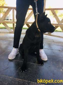 Saf Kan Cane Corso Italian 2