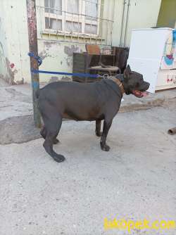 Saf Kan Cane Corso Yer Batman Merkez 1 Yasinda Aşıları Tam 5