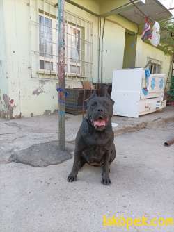 Saf Kan Cane Corso Yer Batman Merkez 1 Yasinda Aşıları Tam 1