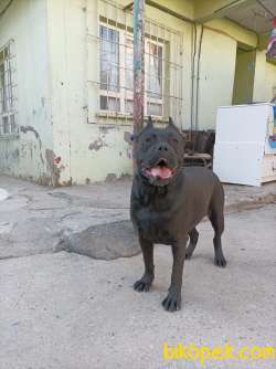 Saf Kan Cane Corso Yer Batman Merkez 1 Yasinda Aşıları Tam 2