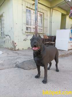 Saf Kan Cane Corso Yer Batman Merkez 1 Yasinda Aşıları Tam 3