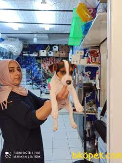 SAF KAN JACK RUSSELL 3