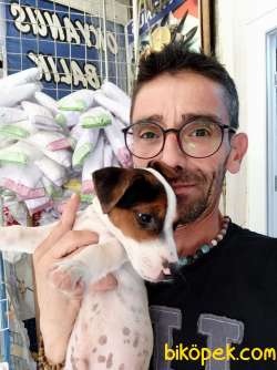 SAF KAN JACK RUSSELL 2