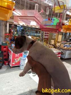 SAF KAN JACK RUSSELL 1